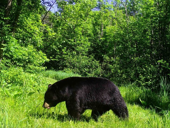 Black bear in the woods