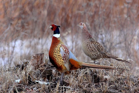 A closeup of two pheasants, one in hues of orange and yellow and the other in tan and brown, surrounded by brush and snow.