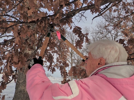 A woman prunes dead branches off of an oak tree in the winter.