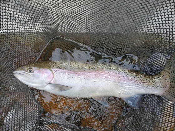 A closeup of an inland trout in a net, submerged in water.