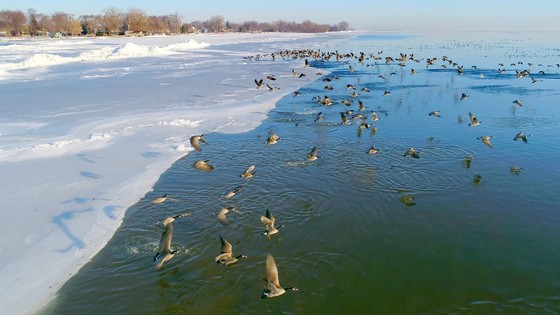 A flock of Canadian Geese takes flight from the edge of ice toward the sunrise.