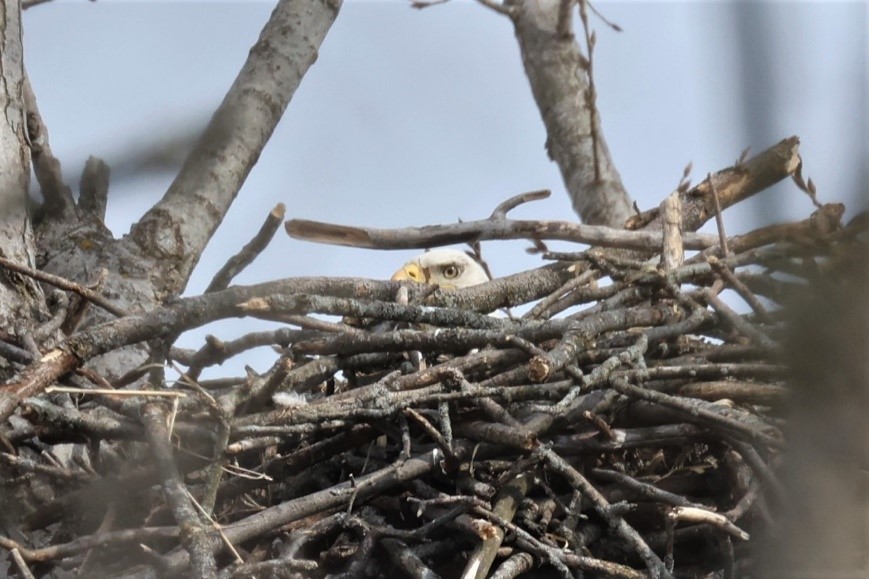 An eagle in Milwaukee County perches on its nest, one of the first active nests recorded in the county in years.