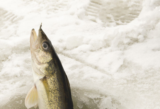 walleye emerging from an ice fishing hole