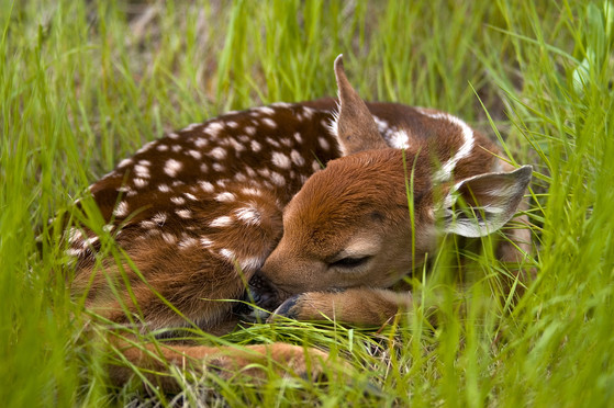 fawn sleeping in grass