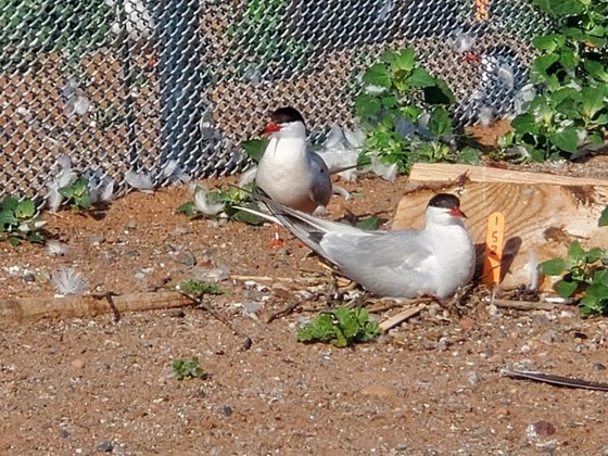 Terns nesting on Interstate Island