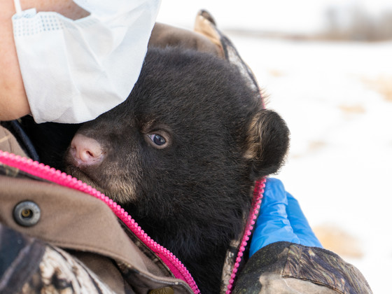 a bear cub in a research technician's coat