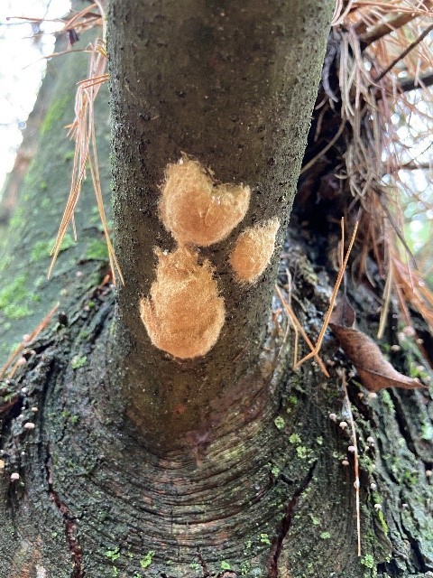 Spongy moth egg masses on a tree in Walworth County.