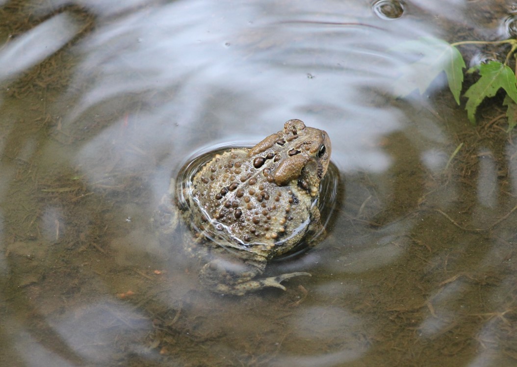 An American toad sitting in a small pool of water.