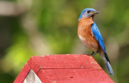bluebird_Box