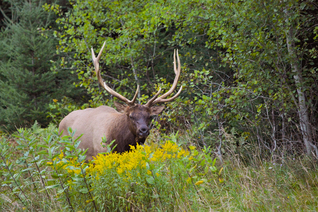 An elk standing in a wooded area.