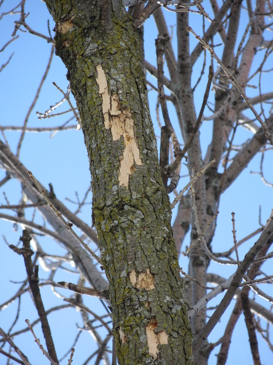 This ash tree branch in West Allis has been damaged (?flecked?) by woodpeckers feeding on EAB larvae under the bark. 