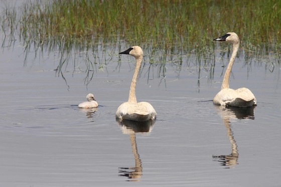 Two adult tundra swans and one cygnet tundra swan floating in water near green reeds.