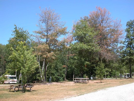 The dying leaves of oak wilt infected trees stand out against other green trees at this campground.