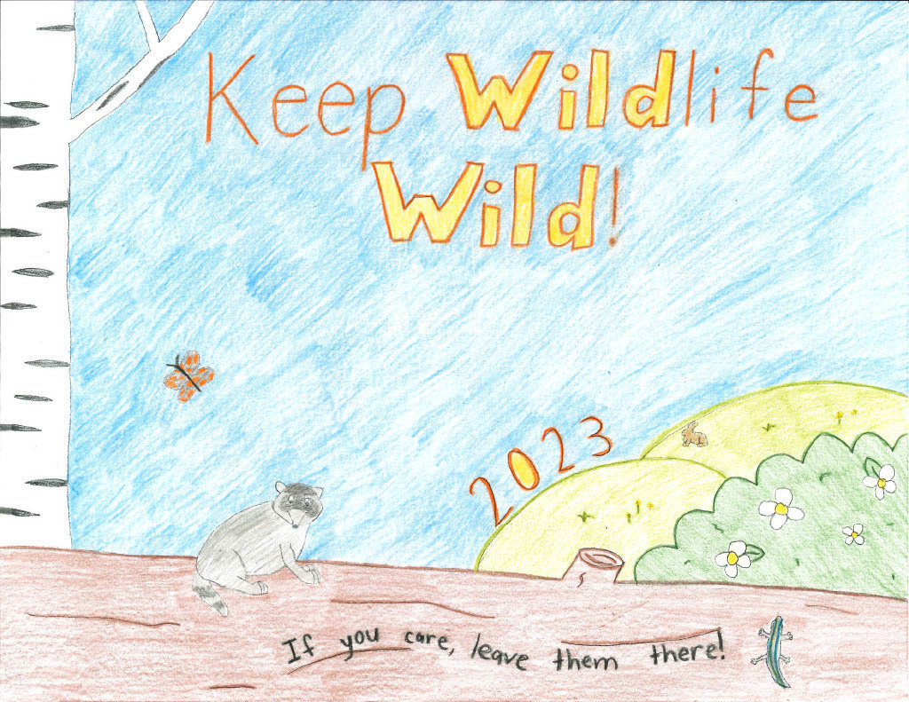 The winning fourth grade drawing features a log across the bottom with a raccoon and lizard on it.