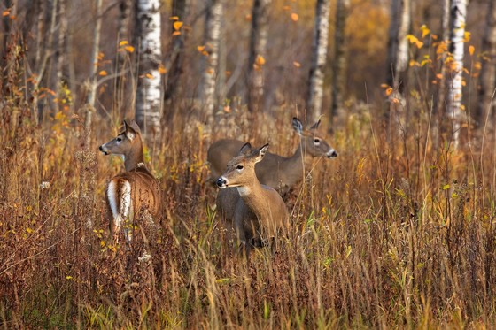 Three antlerless deer standing in a field near a forest.