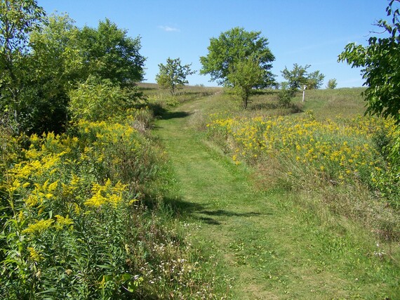 Mowed grass path bordered by flowering prairie plants
