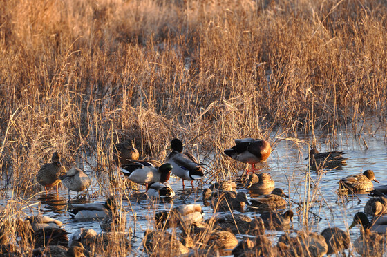 A flock of male and female ducks in a body of water among reeds.