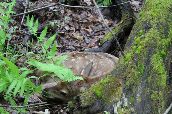 An elk calf lays curled up beneath spring foliage. 