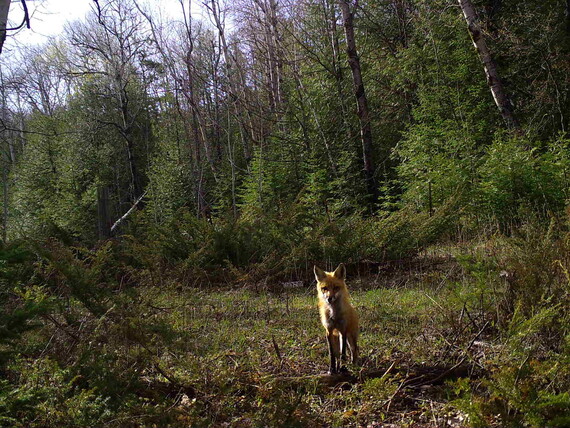 Red fox in woods