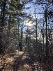 Tall trees lining unpaved trail