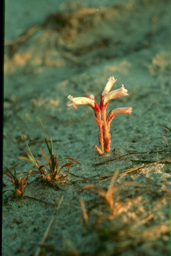 A closeup of clustered broomrape, a rare parasitic plant with unopened white flowers and brown stalks. 