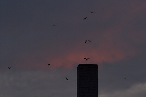 Several chimney swifts in flight over a chimney as the sun sets. 