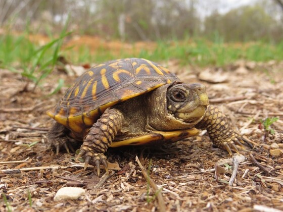 A close-up shot of an ornate box turtle making its way across the ground. 