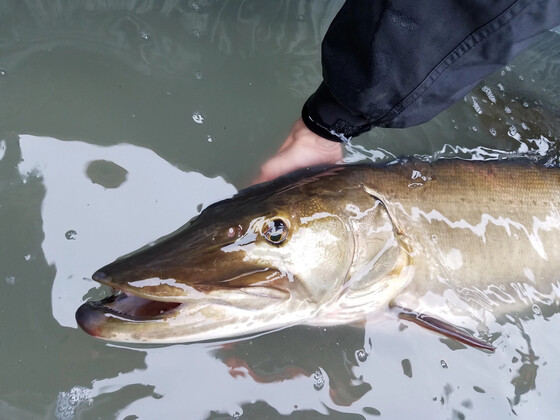 close-up of musky in water