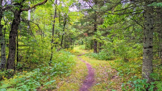 Forest surrounding a natural surface trail
