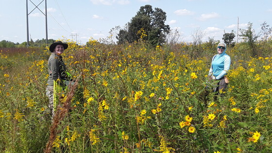 Kessler Seed Collection 