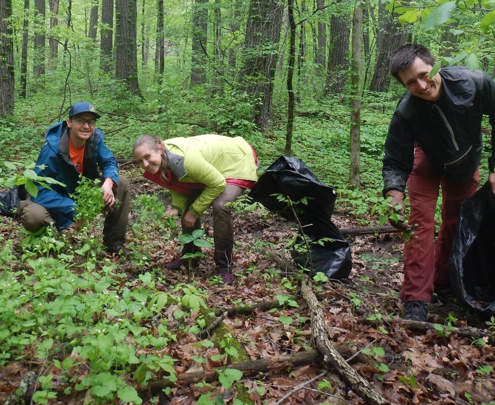 two men and a woman in the woods working to remove invasive species