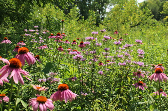 Bergamot and purple coneflower at Havenwoods State Forest