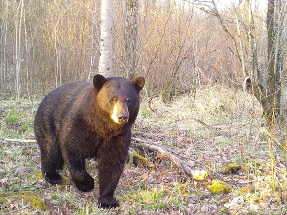 a black bear in the woods