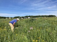 Person in a prairie looking at native flowers