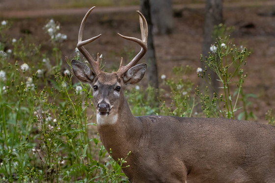 buck in a wooded area looking at camera