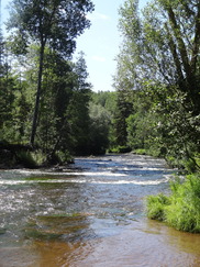 Rushing river and tall trees