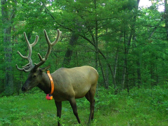 A bull elk with an orange GPS tracking tag visible stands in a field in Jackson County. 