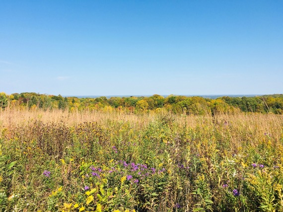 Prairie and tall grass in fall colors
