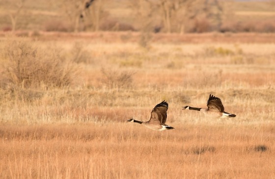 Two Canada geese flying a few feet above a marsh. 