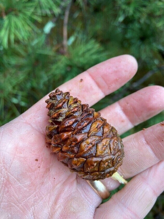 mature red pine cone