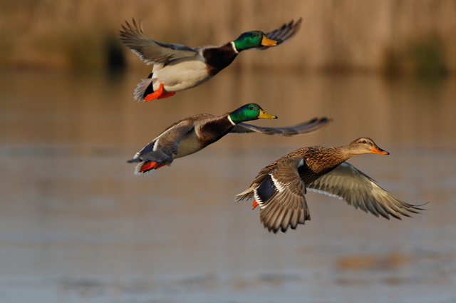 mallard and hen in flight over water