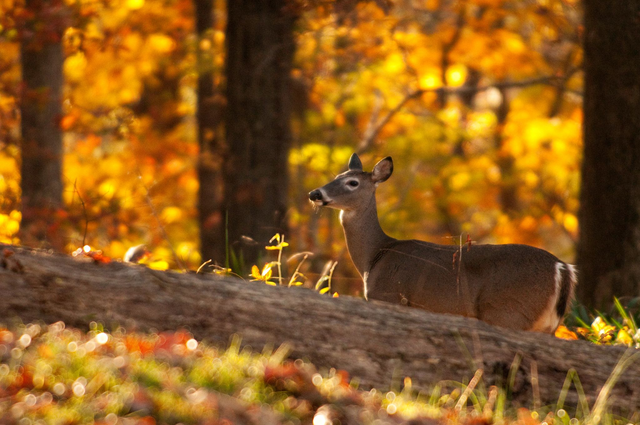 doe walks through fall foliage