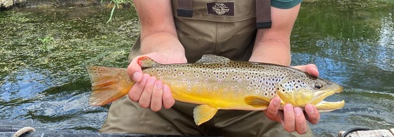 An angler holds a beautiful brown trout with a flowing stream in the background. 