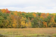 Kettle Moraine Forest Fall