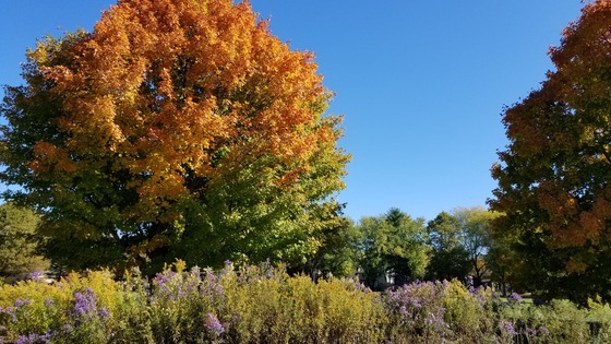 bright blue sky next to a vibrant orange maple tree