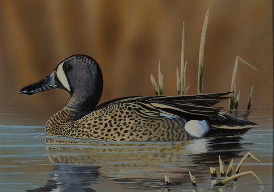 A painting of a blue-winged teal sitting atop calm water with dried reeds in the background. 