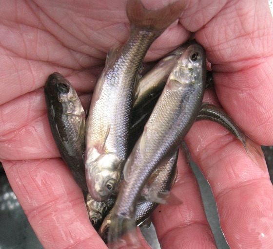 Several small, silver minnows in the palm of a person's hand. 