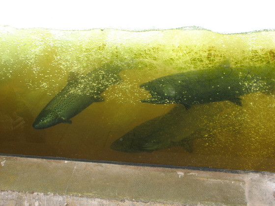 Several fish swimming in a tank at a DNR facility. 