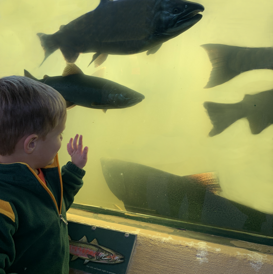 A young boy views steelhead through the glass walls of a tank at a DNR facility.