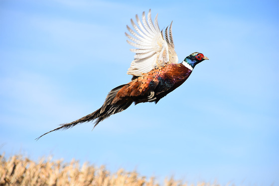 A pheasant takes takes flight over grassy marshland on a beautiful fall day. 